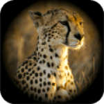 猎豹模拟野外生存v2.2