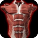 三维肌肉系统v2.0.3