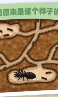 部落蚂蚁v1.1